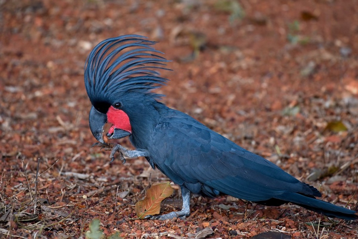 black cockatoo with red face markings eating an almond.
