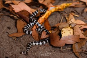 bandy-bandy snake on leaves