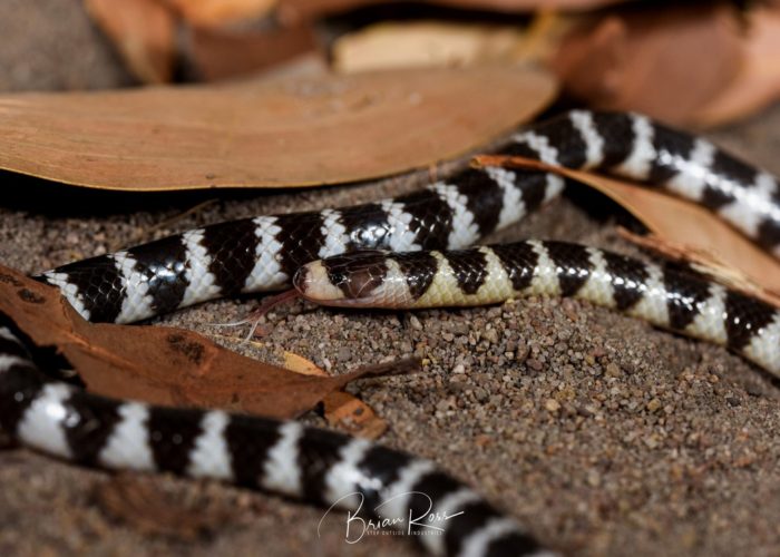 bandy-bandy snake with tongue out