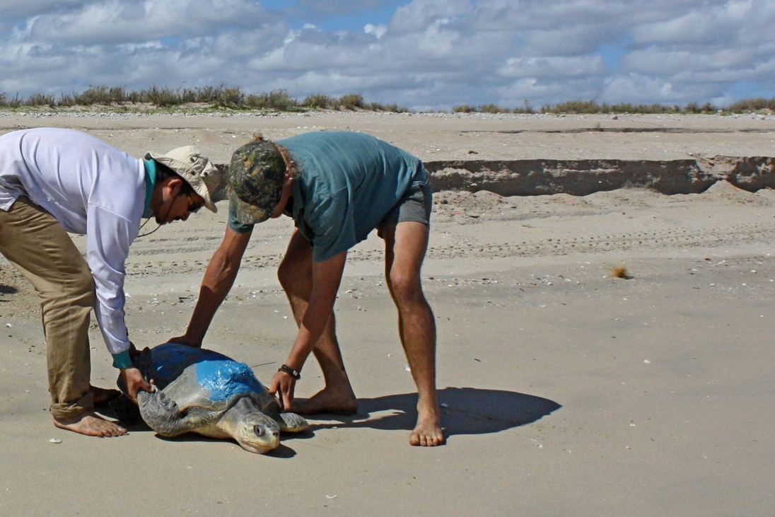 Two men carrying sea turtle