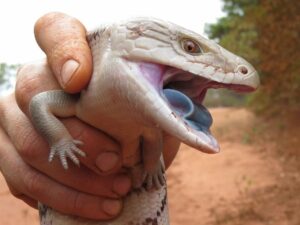 lizard with mouth open