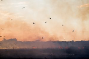 black kites soaring over smoke and fire