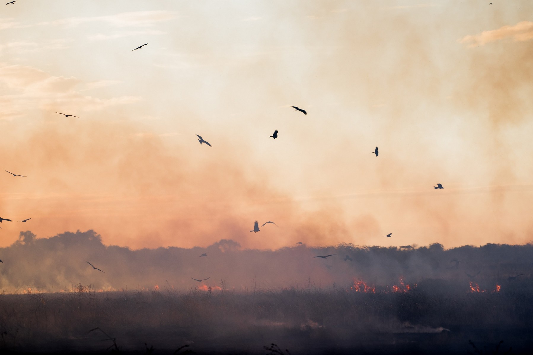 black kites soaring over smoke and fire
