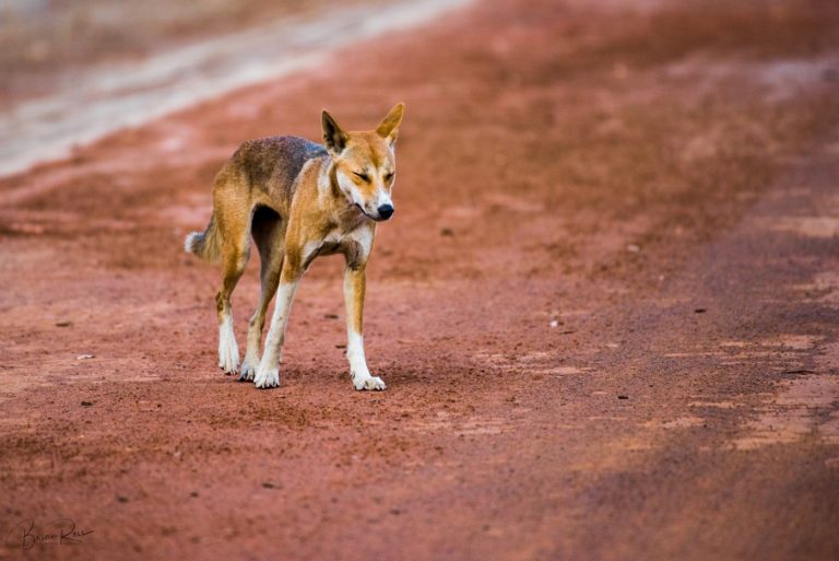 a dingo walking with its' eyes closed on a red dirt road