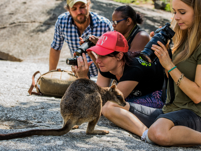 group of people photographing wallabies