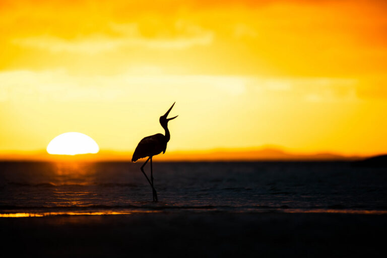 large bird laughing in sunset