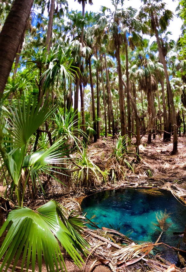 blue pool of water underneath sand palms