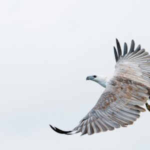 white-bellied sea eagle soaring