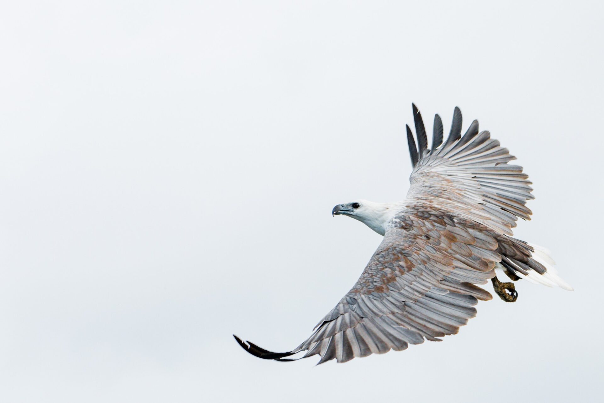 white-bellied sea eagle soaring