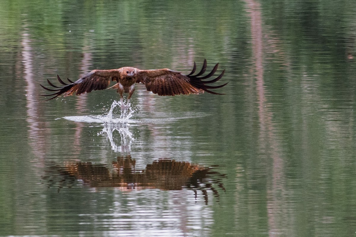 whistling kite catching fish in water
