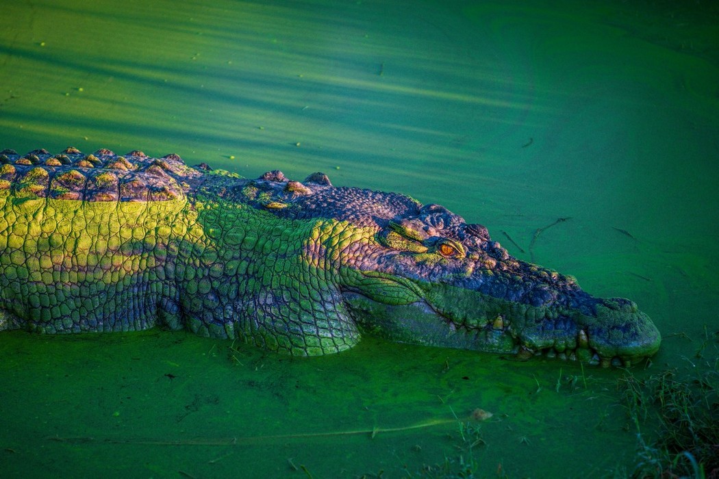big crocodile in green water