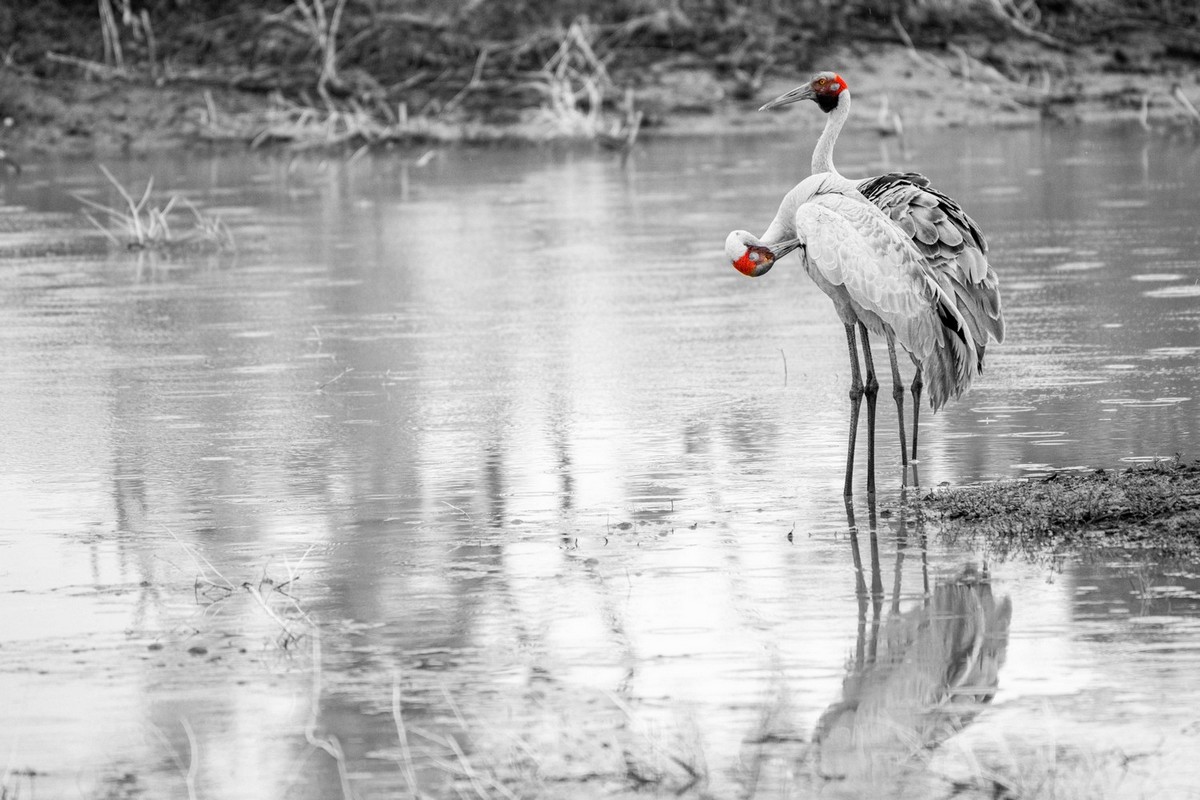two brolga cleaning their feathers