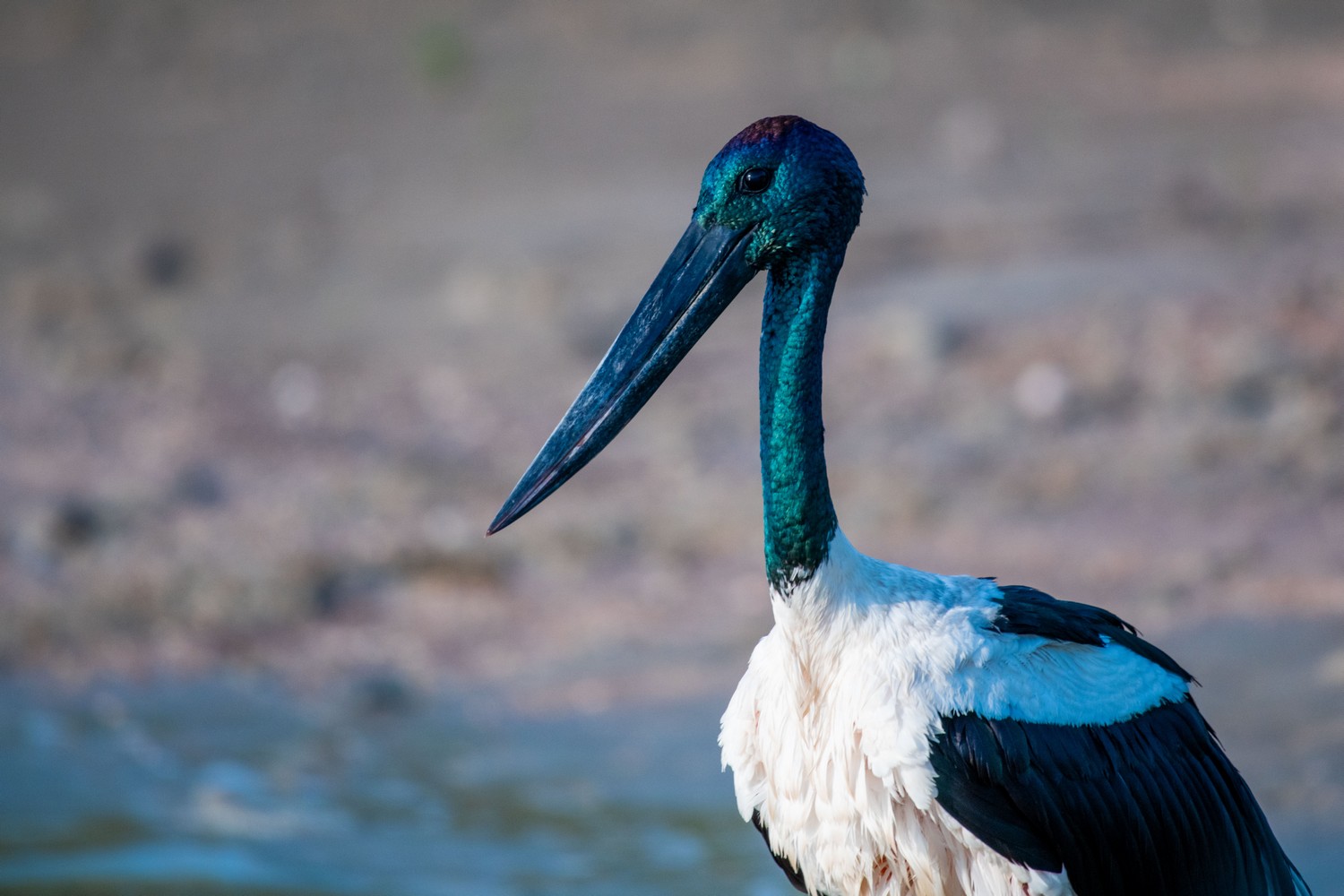 black-necked stork up close