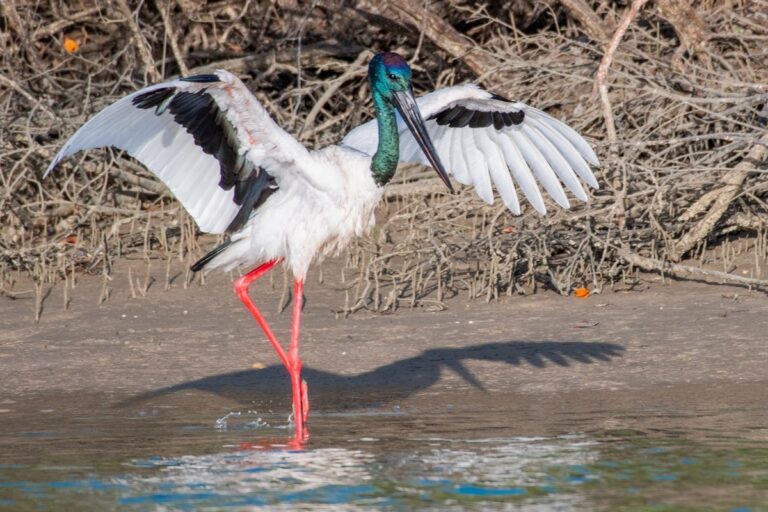 black-necked stork fishing in water