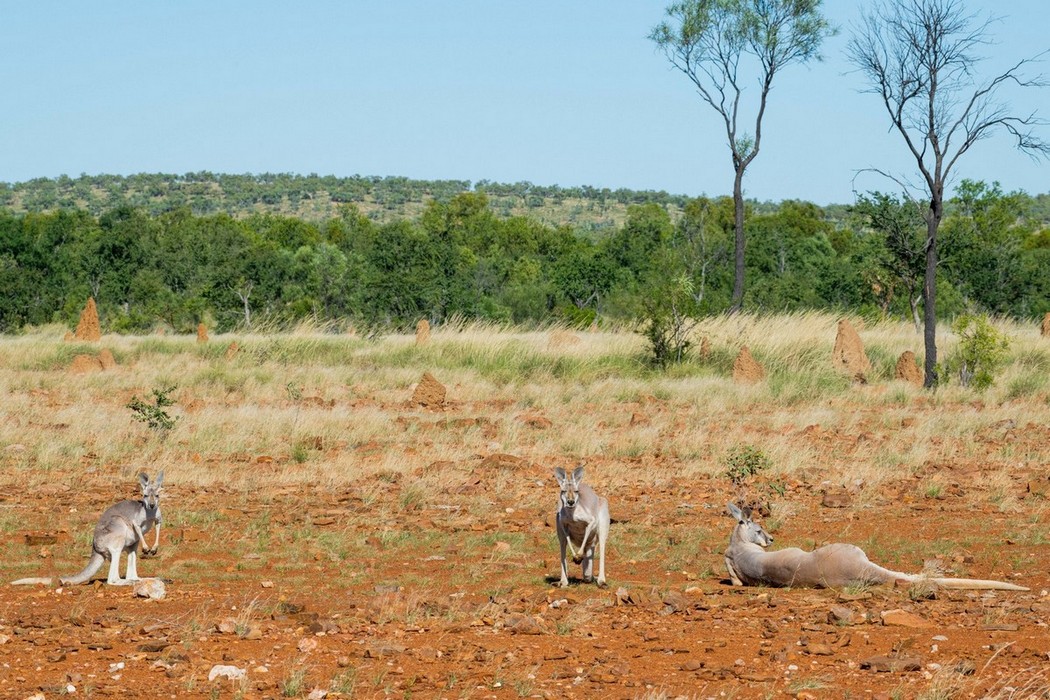 red kangaroos relaxing