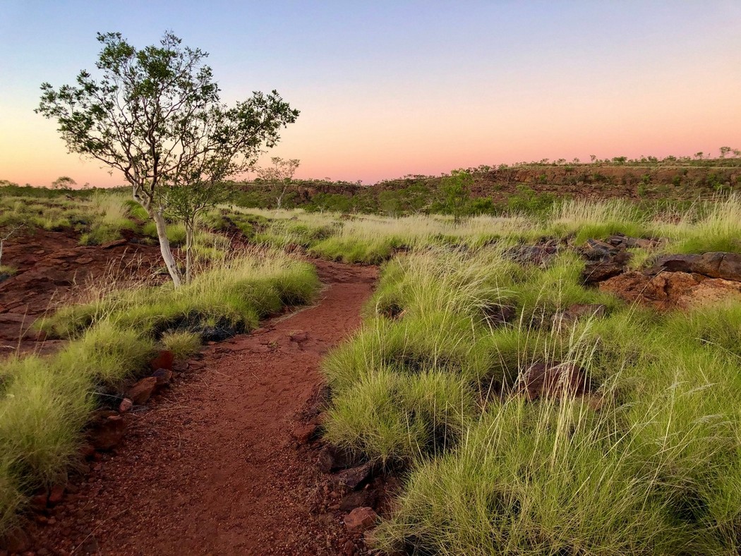 spinifex grass at sunrise