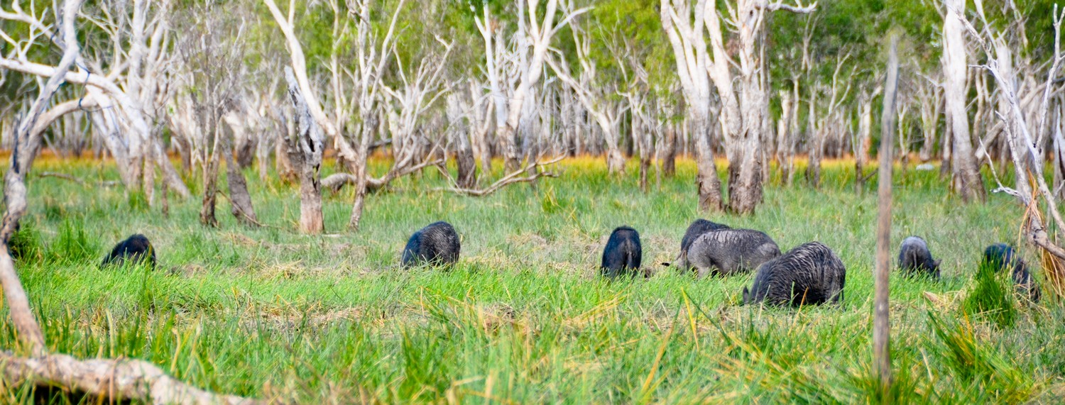 feral pigs in a green field