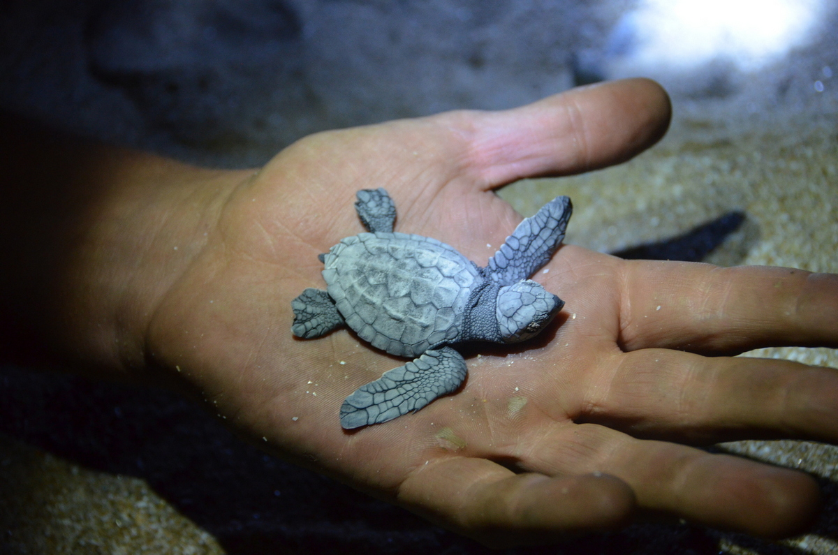 turtle hatchling in man's hand