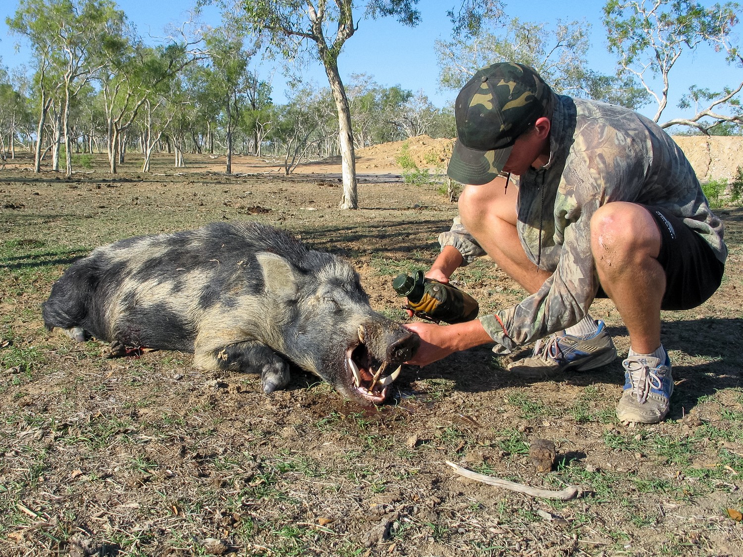 man preparing a pig