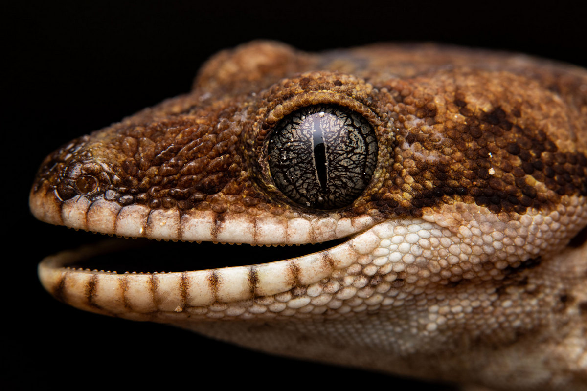close up of a giant tree gecko